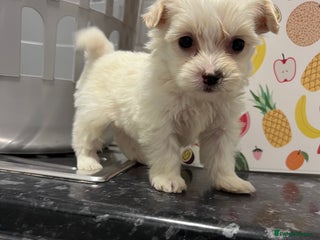 Poochon dogs Bichon and poodle mini - Advert 4