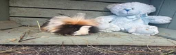 Guinea Pig rodents for sale: Please help rehome these boys - Advert 7