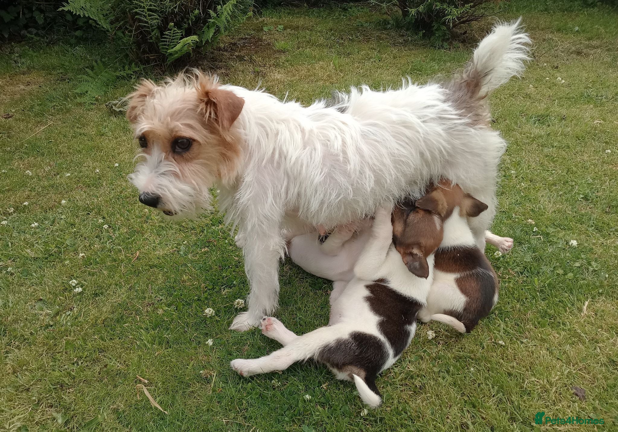 Jack Russell dogs Working Jack Russell Puppies  - Advert 1