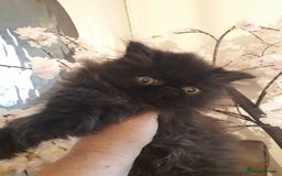 Persian cats for sale: READY NOW!! Exquisite Persian Kittens - Image 4
