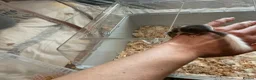 Mouse rodents for sale: Pied dormice ; grass striped mice  - Advert 9