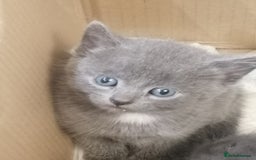 Mixed Breed cats for sale: Outstandingly gorgeous mixed kittens  - Image 13