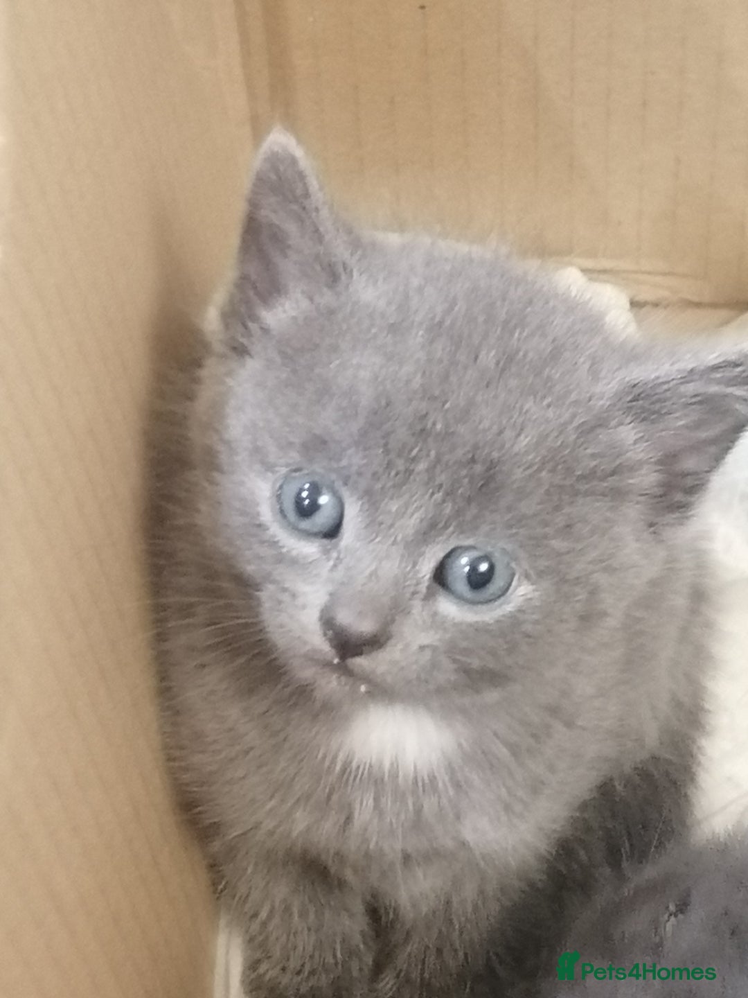 Mixed Breed cats for sale: Outstandingly gorgeous mixed kittens  - Image 13