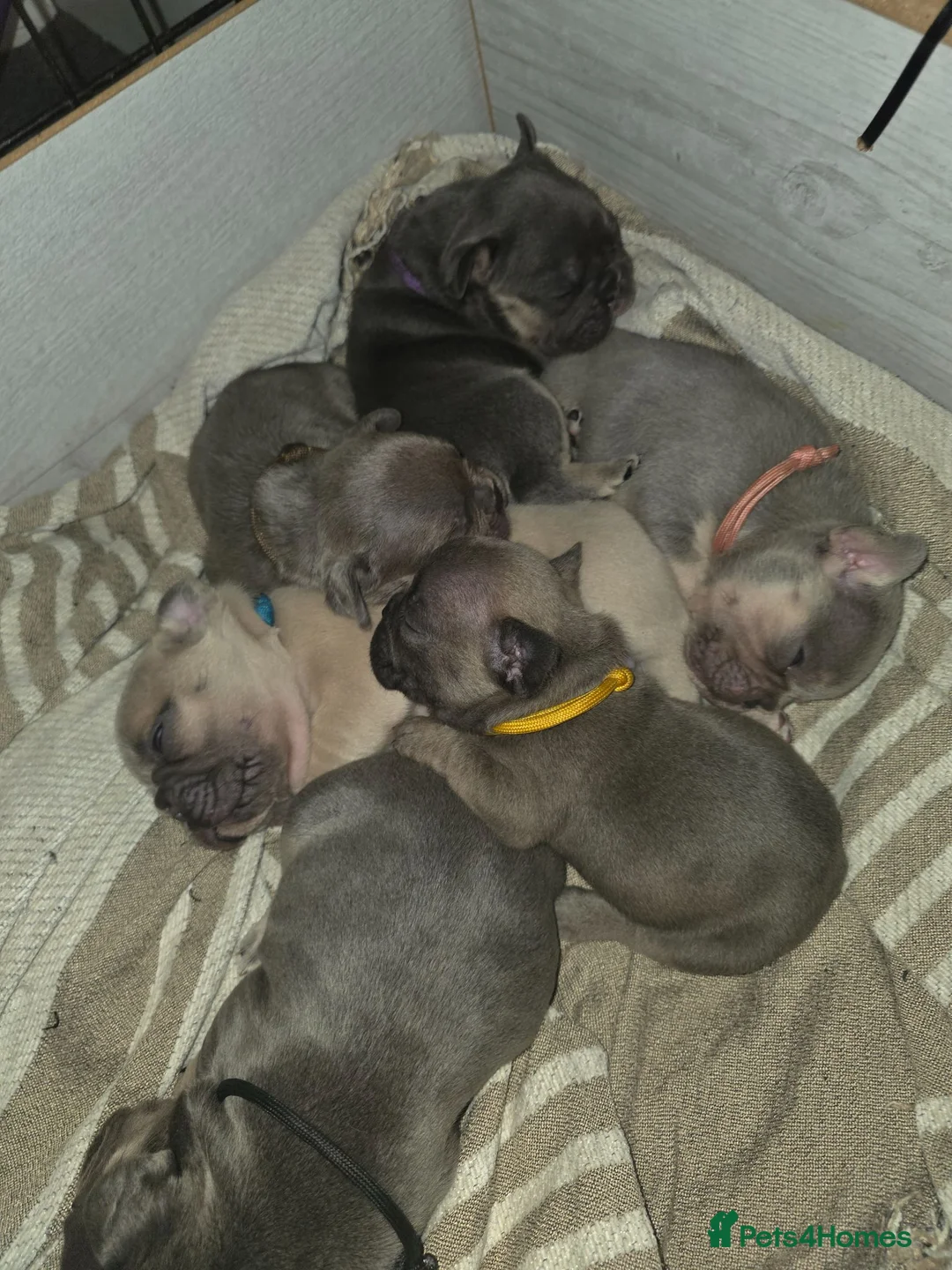 French Bulldog dogs for stud: For stud - Advert 2