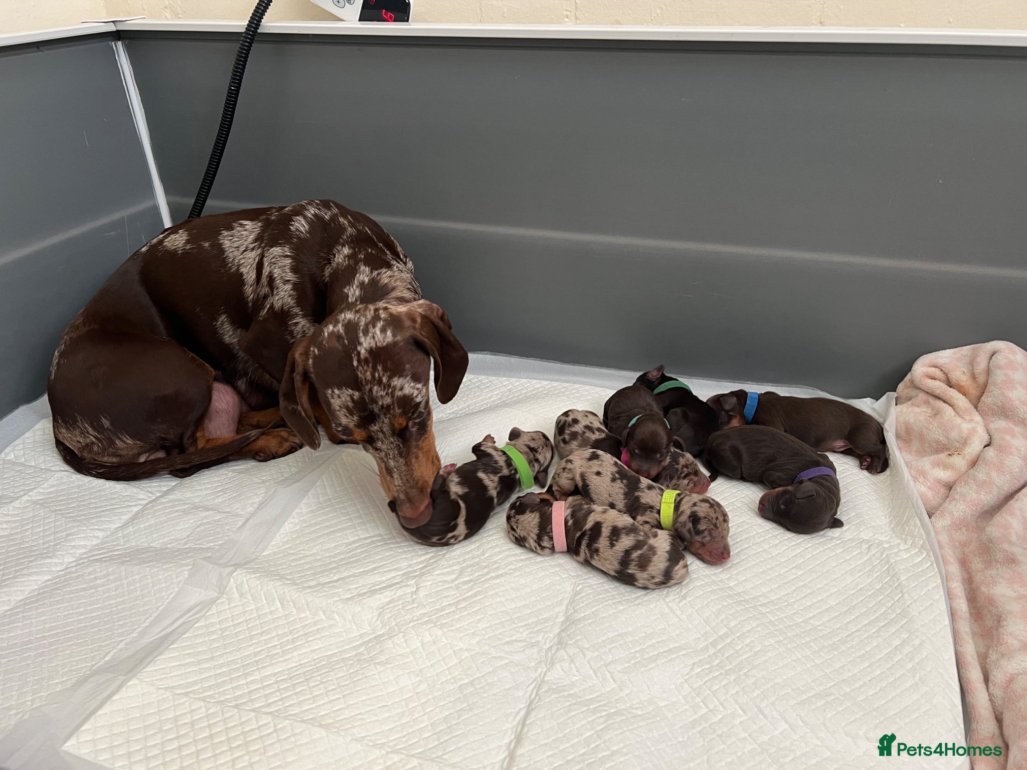 Dachshund dogs 8 beautiful miniature dachshunds  - Advert 1