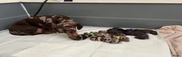 Dachshund dogs for sale: 8 beautiful miniature dachshunds  in Norwich - Advert 1