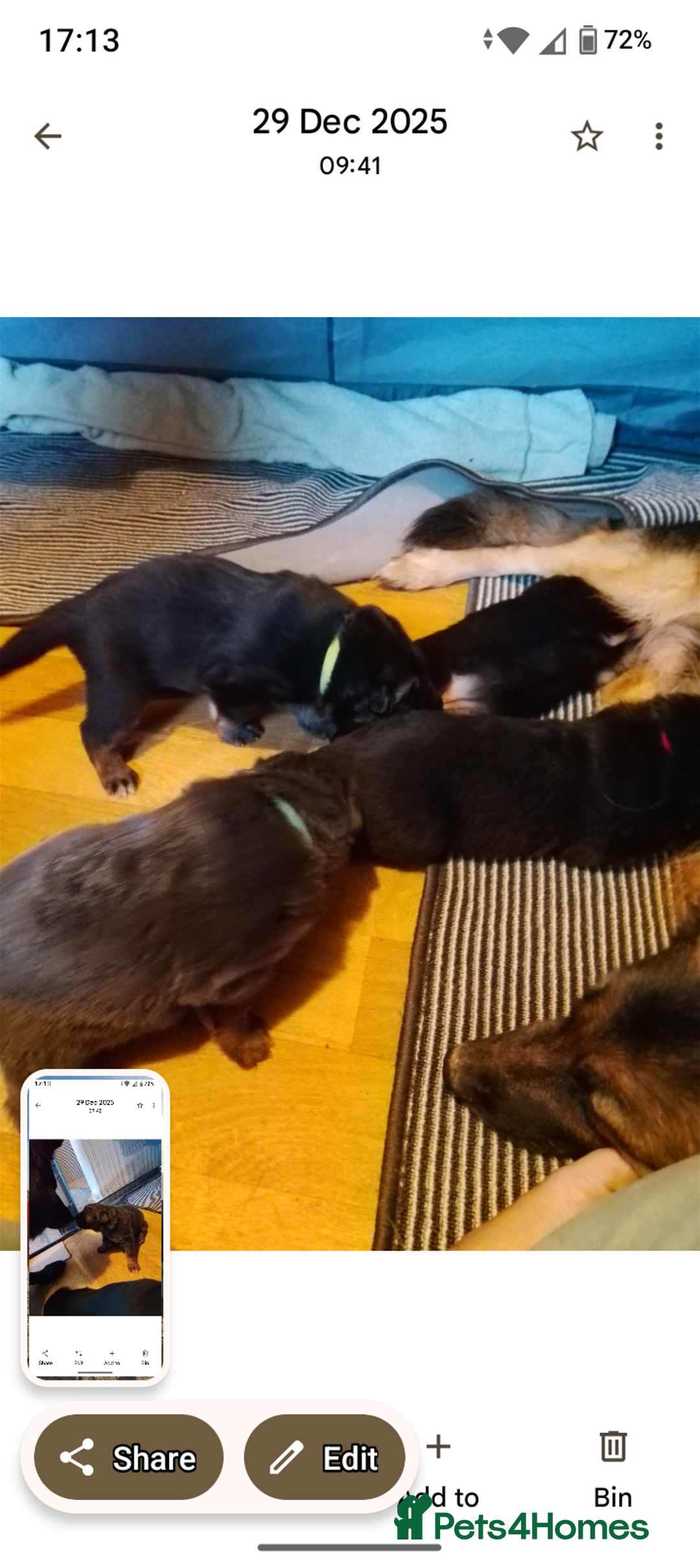 German Shepherd dogs for sale: German Shepherd Puppy's  - Advert 15