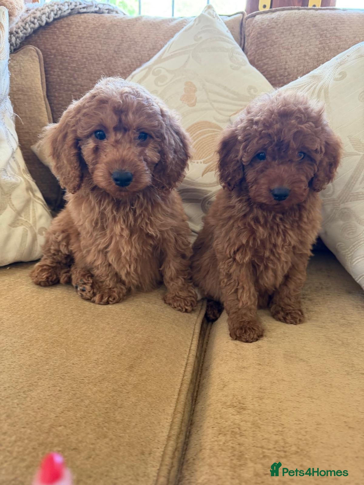 Cockapoo dogs LICENSED BREEDER HEALTH TESTED COCKAPOOS - Advert 1