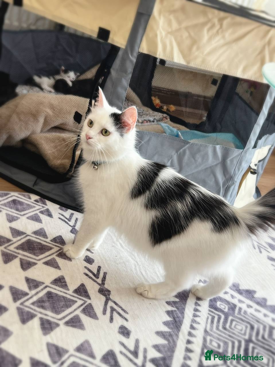 Mixed Breed cats Beautiful Moggy Kittens Ready Soon - 2 Girls 1 Boy - Advert 2