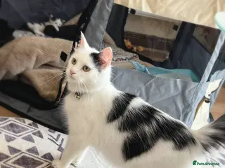 Mixed Breed cats Beautiful Moggy Kittens Ready Soon - 2 Girls 1 Boy - Advert 15