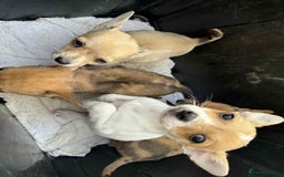 Chihuahua dogs for sale: Adorable chihuahua puppies ready now - Image 8