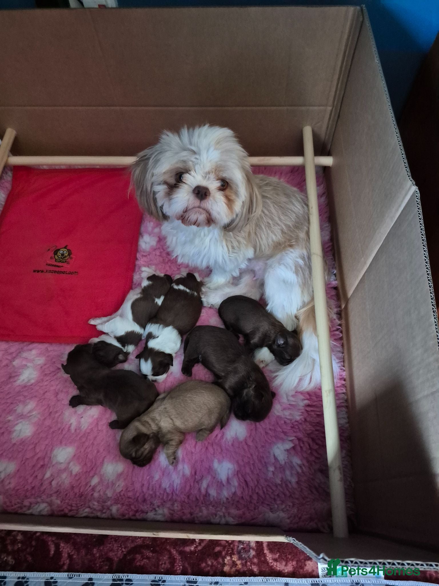 Shih Tzu dogs Imperial Shih tzus - Advert 1