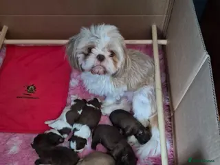 Shih Tzu dogs Imperial Shih tzus - Advert 2
