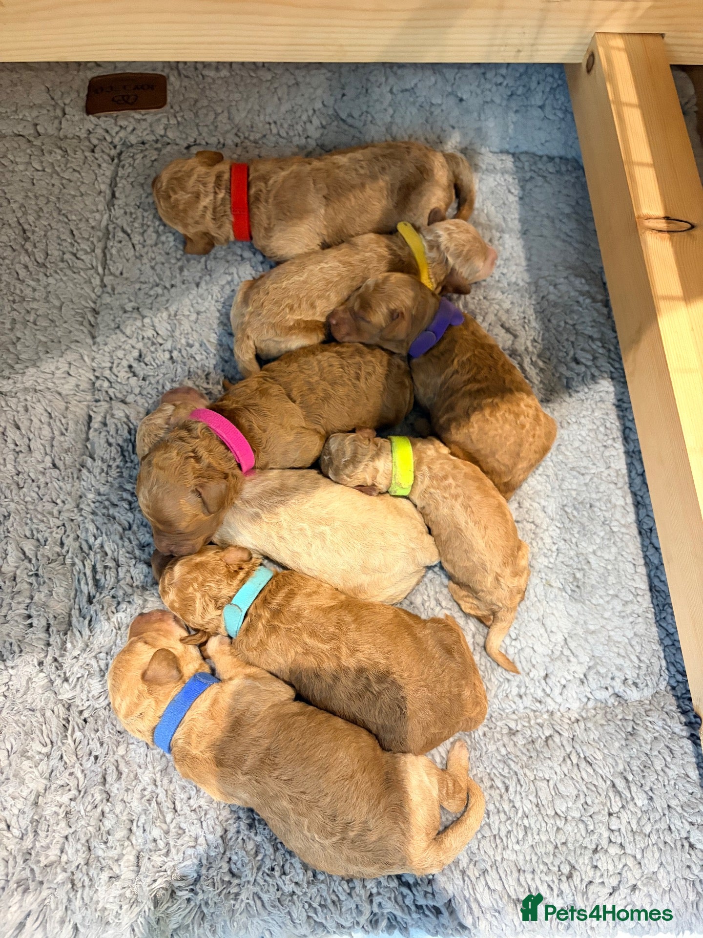 Labradoodle dogs Miniature Labradoodle Puppies for sale  - Advert 1