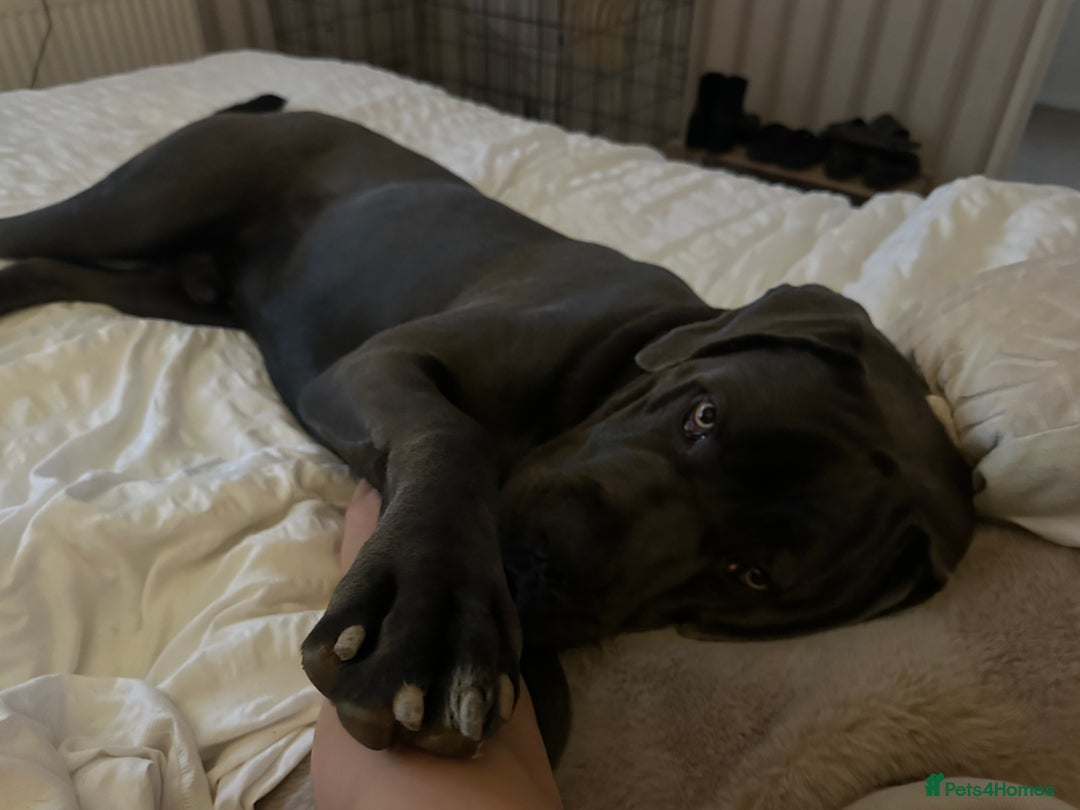 Cane Corso dogs for sale: Reggie Cane corso  - Image 4
