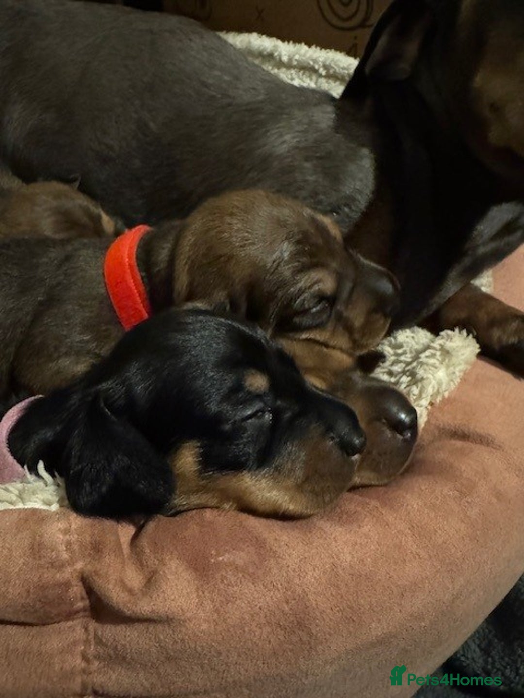 Miniature Dachshund dogs for sale: Adorable KC Reg smooth coated mini Dachshunds - Image 8