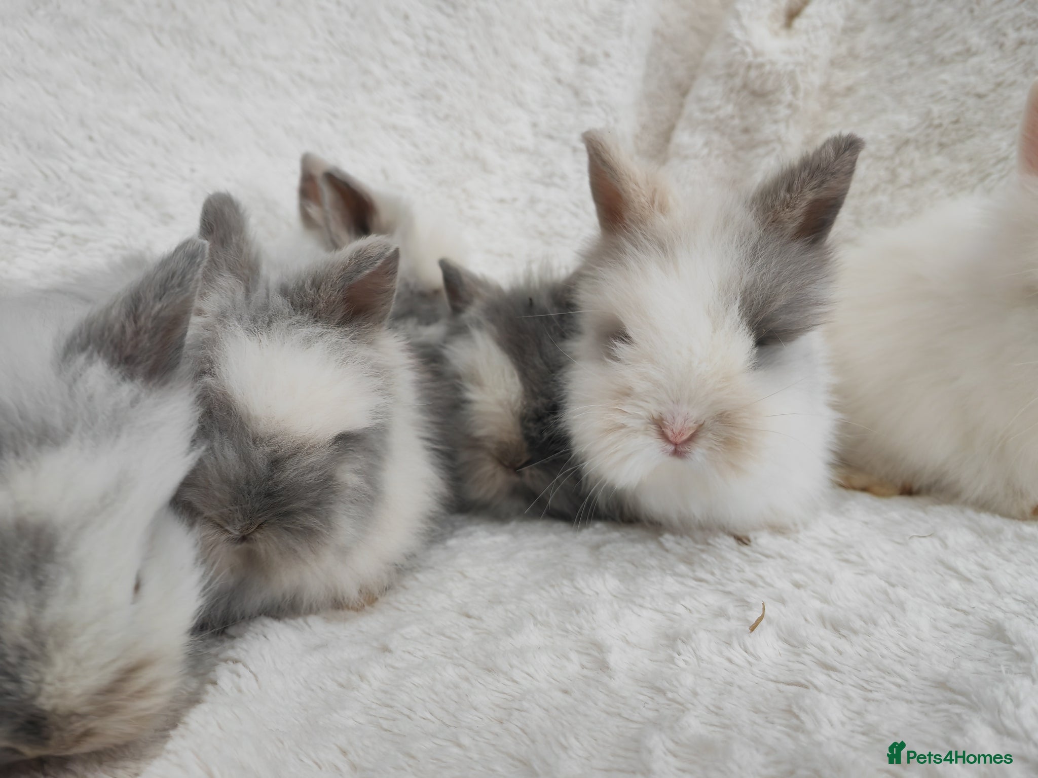 Lionhead rabbits Double mane lionhead rabbits seal point - Advert 2