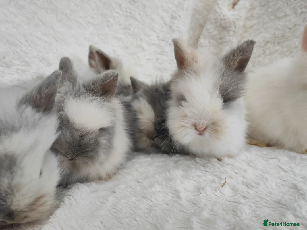 Lionhead rabbits for sale: Double mane lionhead rabbits seal point - Advert 1
