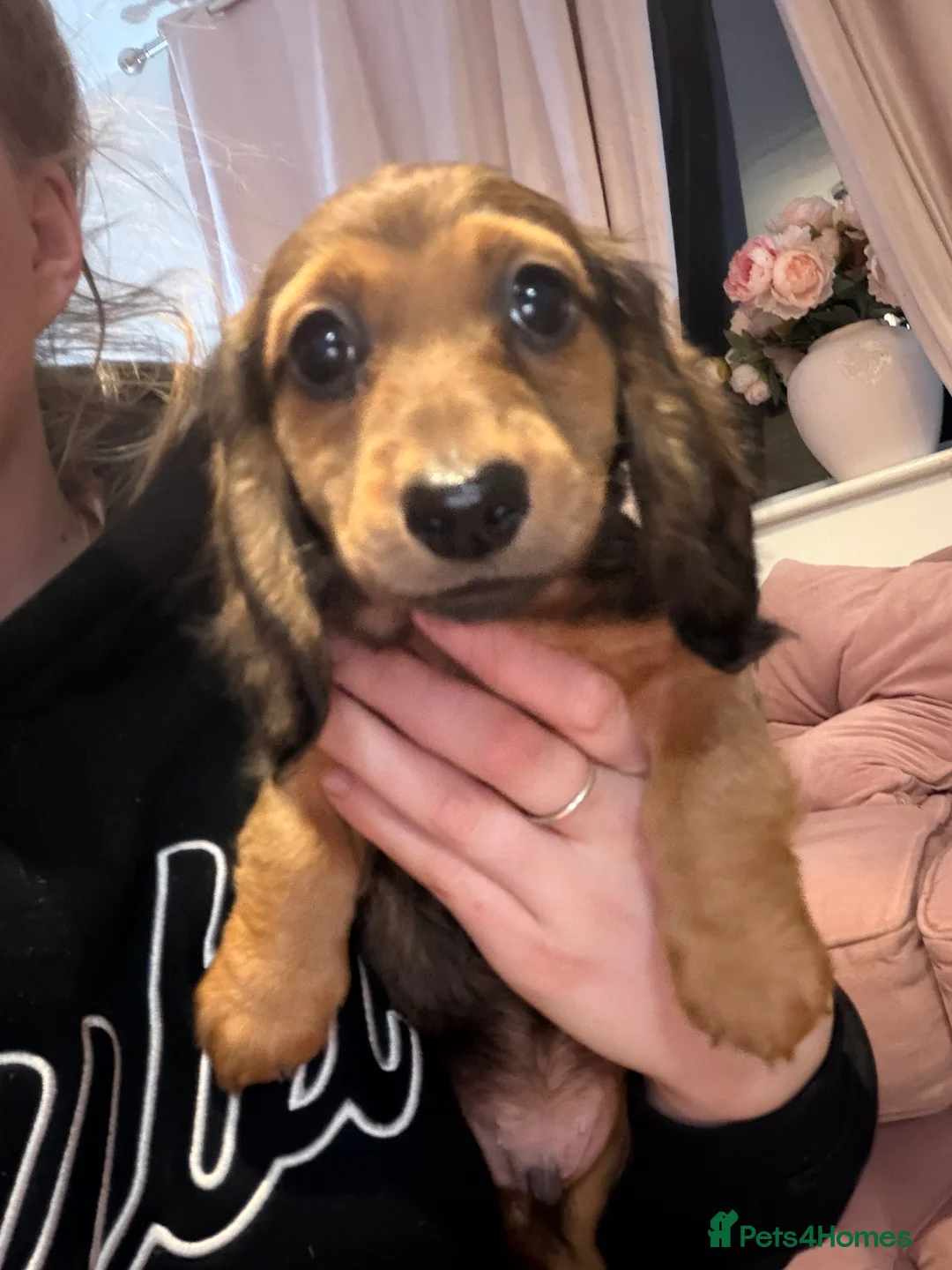 Dachshund dogs for sale: Dachshund puppies  in Sandbach - Advert 29