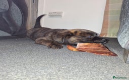 Mixed Breed dogs for sale: Gorgeous st weilers  - Image 10