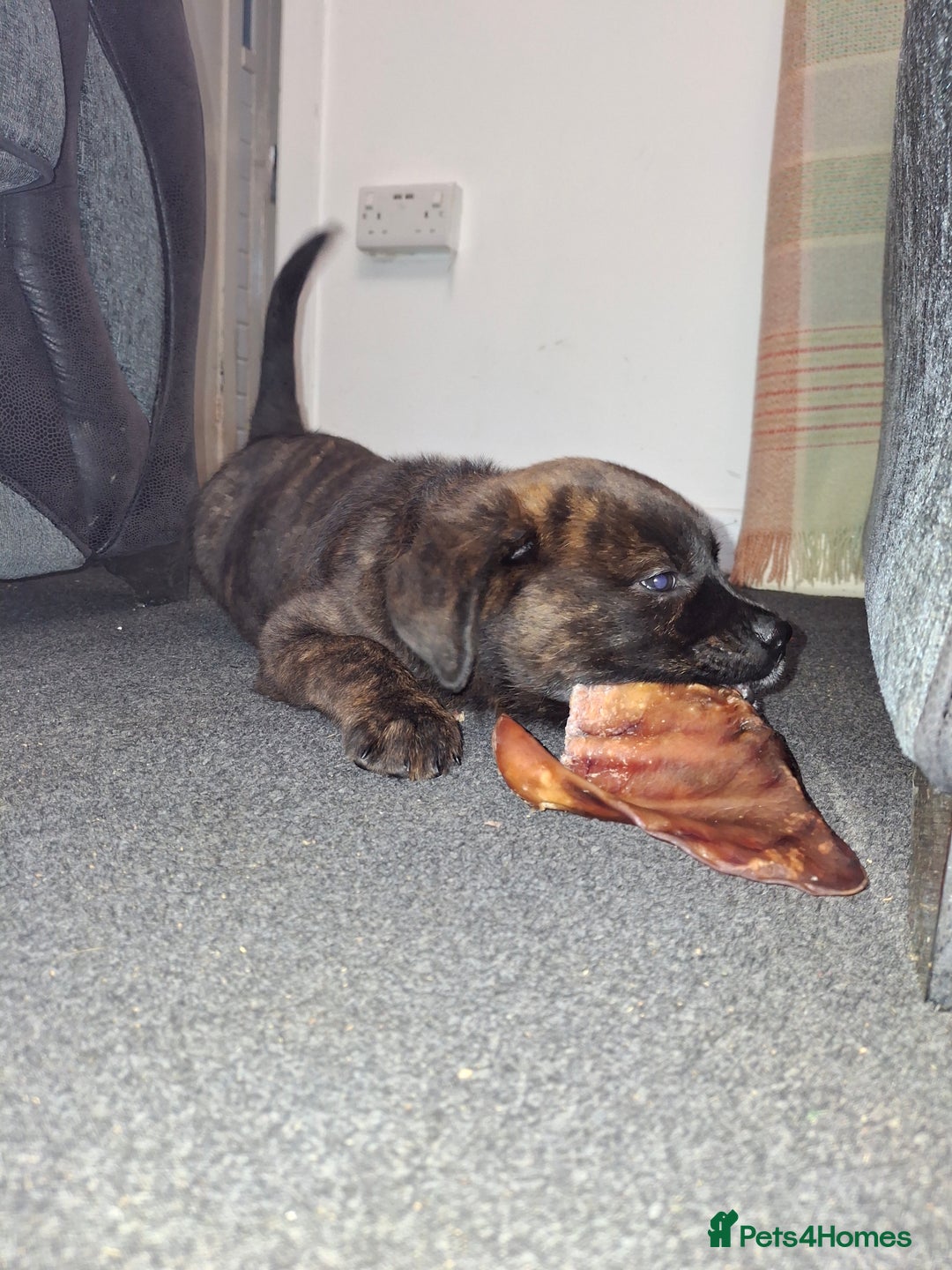 Mixed Breed dogs for sale: Gorgeous st weilers  - Image 10