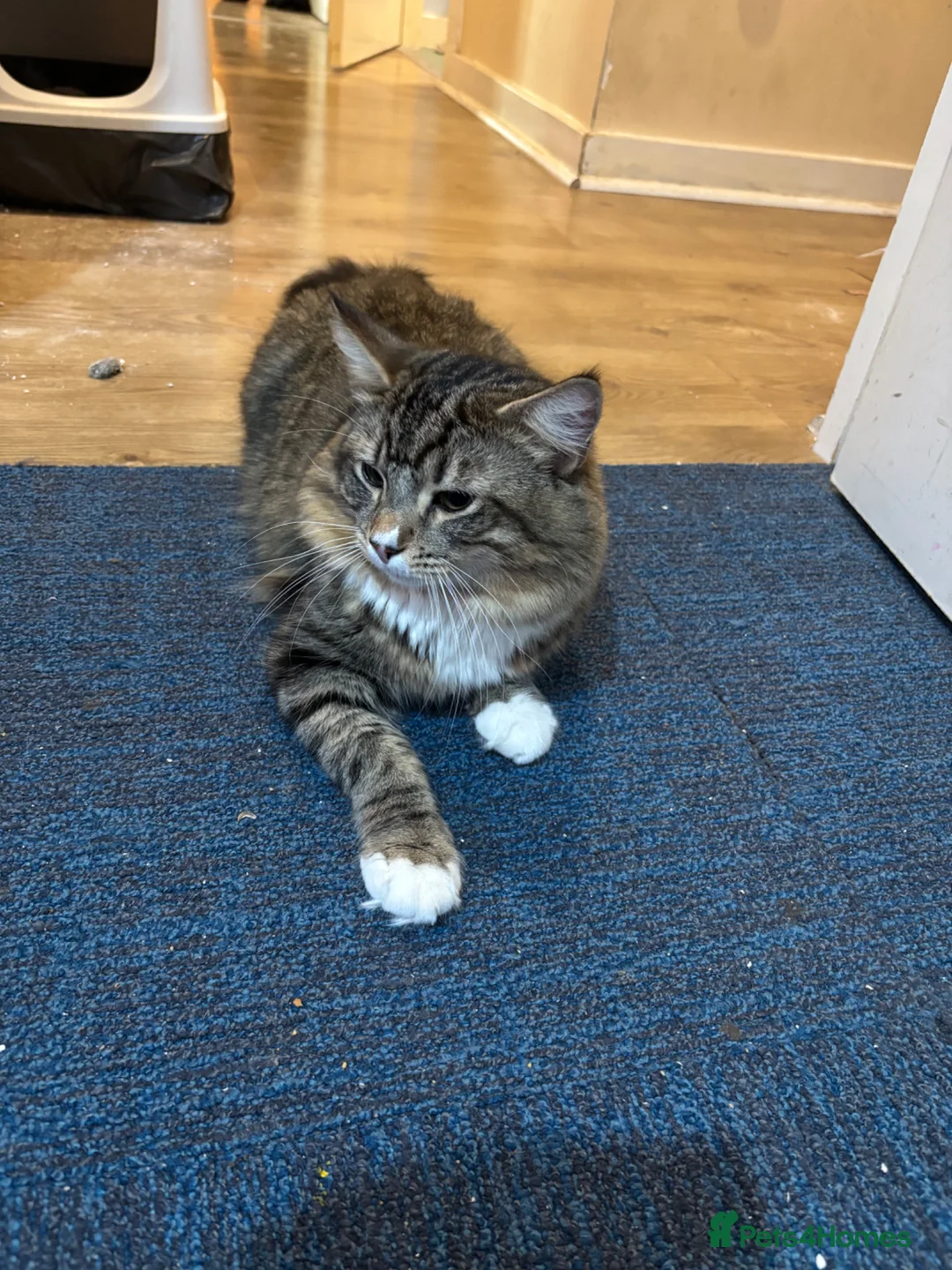 Maine Coon cats for sale: Mainecoon mixed cat - Advert 1