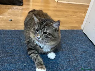 Maine Coon cats Mainecoon mixed cat - Advert 1