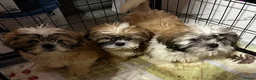 Shih Tzu dogs for sale: Shih Tzu puppy  - Advert 8