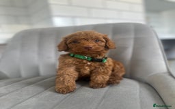 Cockapoo dogs for sale: OUTSTANDING Red Cockapoo Puppies  - Image 1