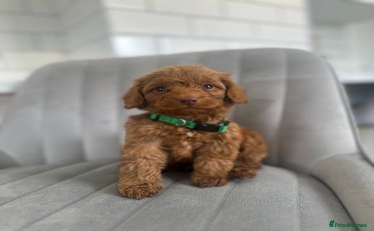 Cockapoo dogs - Advert 11
