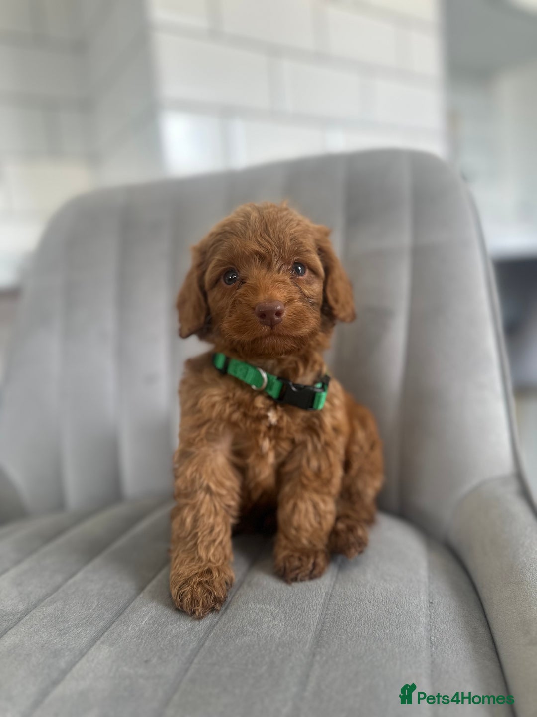 Cockapoo dogs for sale: OUTSTANDING Red Cockapoo Puppies  - Image 1