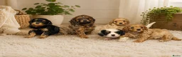 Cavapoo dogs for sale: STUNNING H/TESTED F1 TOY CAVAPOOS READY NOW - Advert 3