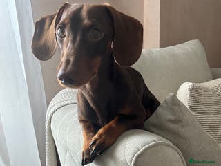 Dachshund dogs STUD ONLY (not for sale) - Advert 1
