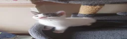 Ragdoll cats for sale: CUTE SOLID RAGDOLL KITTENS  - Advert 9