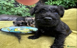 Miniature Schnauzer dogs for sale: Happy healthy miniature Schauzer puppies - Image 5