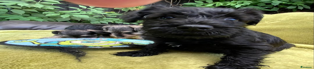 Miniature Schnauzer Puppy 3