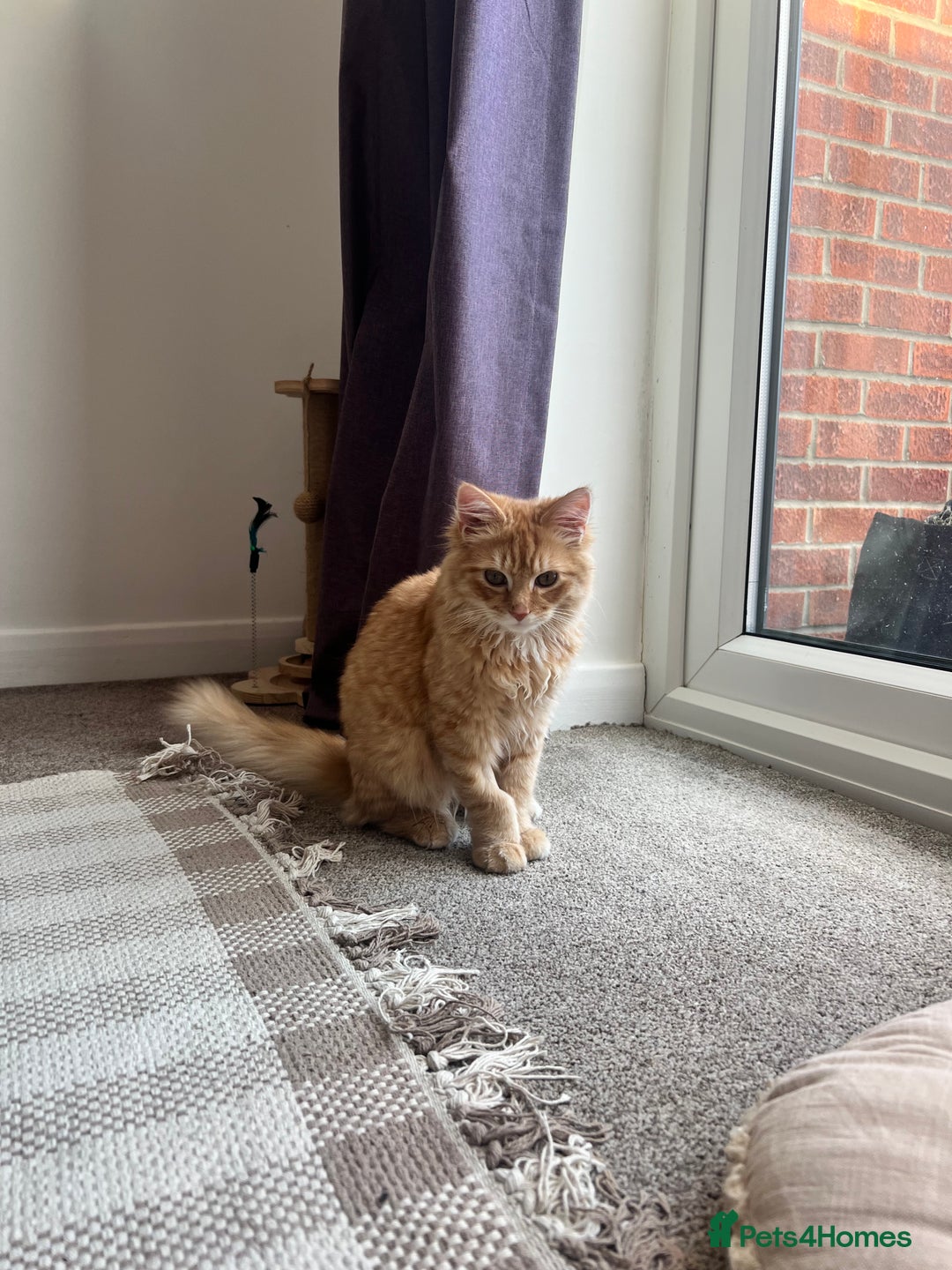 British Longhair cats for sale: Fluffy and Adorable Ginger Boy For Sale  - Advert 2