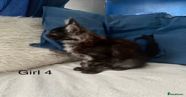 Maine Coon cats - Advert 15