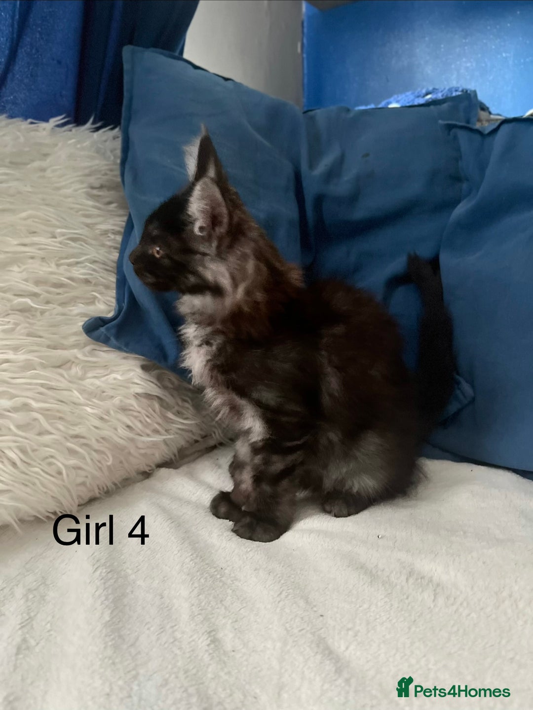 Maine Coon cats for sale: XXL  Ready Now TICA pure bread Maine Coon Kittens  - Image 2