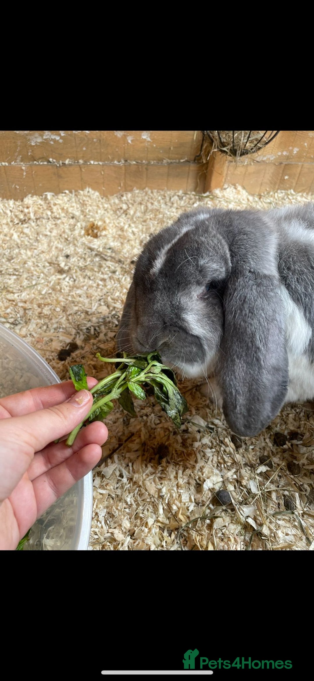 French Lop rabbits for sale: French lop - Advert 6