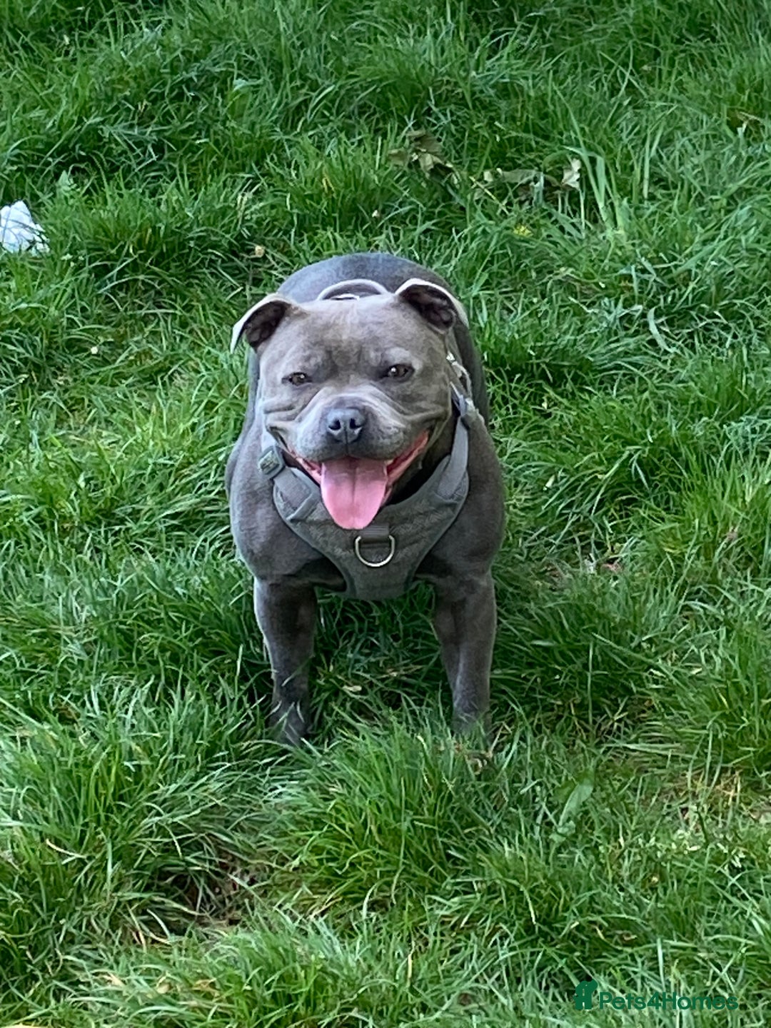 Staffordshire Bull Terrier dogs for sale: solid blues - Image 6