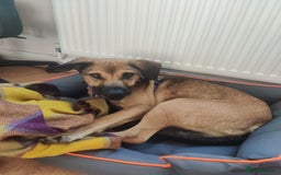 Mixed Breed dogs for adoption: Cute Dingo looking for LOVE - Image 13