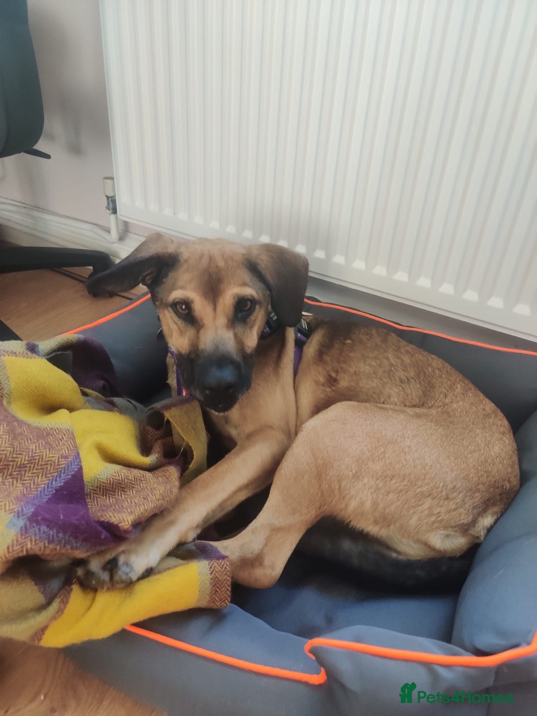 Mixed Breed dogs for adoption: Cute Dingo looking for LOVE - Image 13