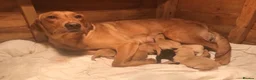 Labrador Retriever dogs for sale: 1 pedigree Labrador boy - Advert 1