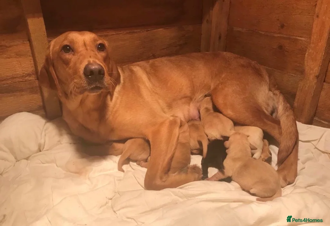 Labrador Retriever dogs for sale: 1 pedigree Labrador boy - Advert 1