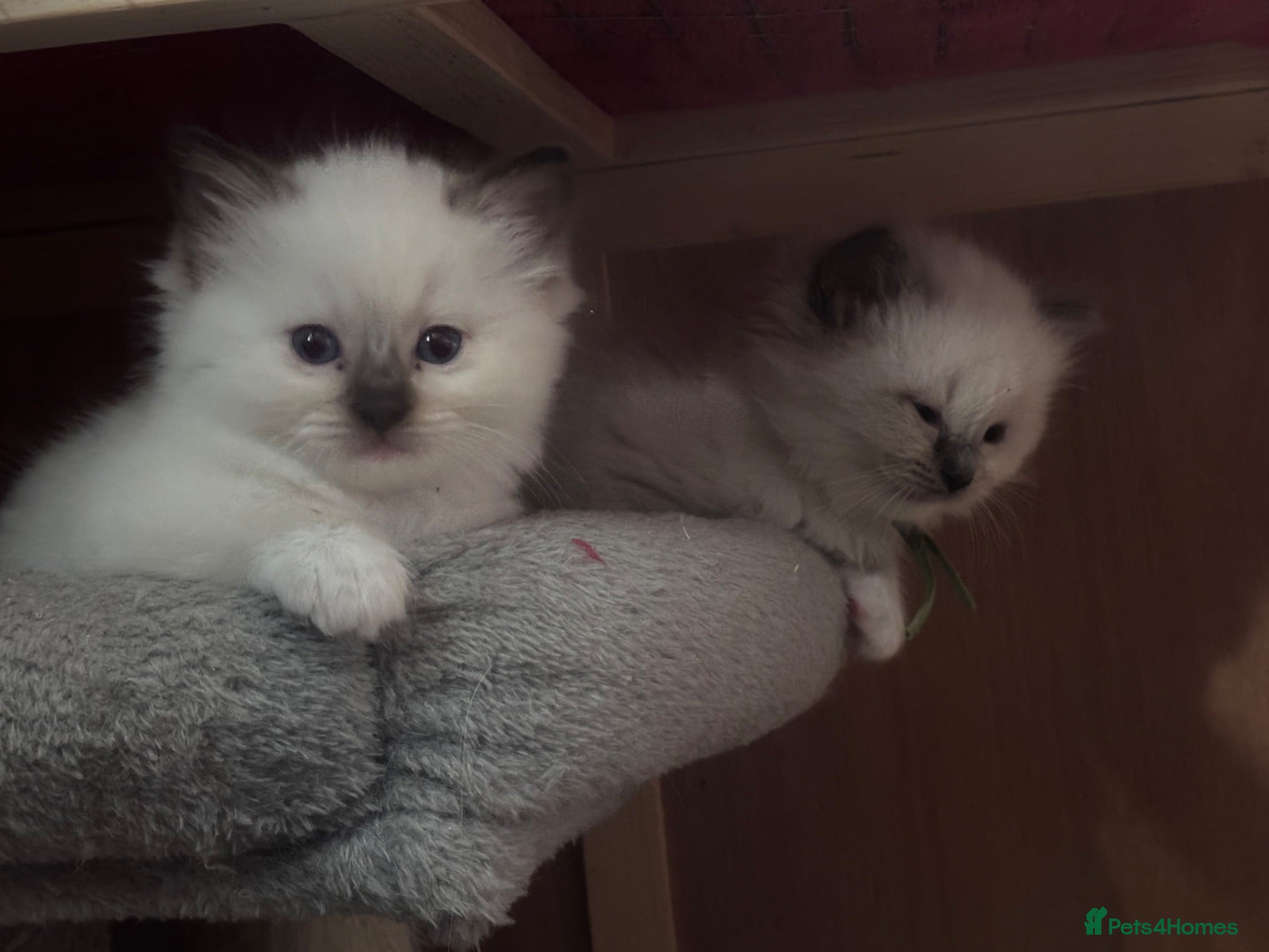 Ragdoll cats GCCF registered kittens - Advert 1