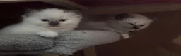 Ragdoll cats for sale: GCCF registered kittens - Advert 1