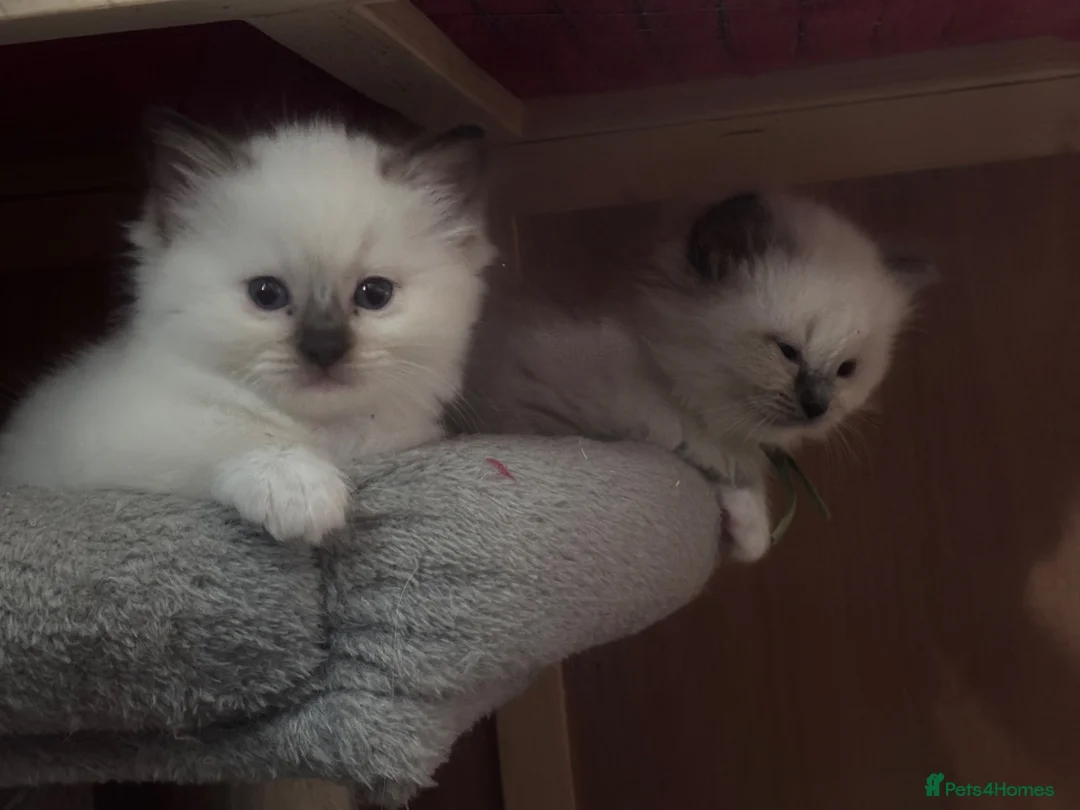 Ragdoll cats for sale: GCCF registered kittens - Advert 1