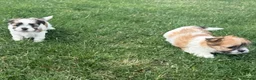 Morkie dogs for sale: RARE TOY Biewer Maltese (BIEWER MORKIE) - Advert 32