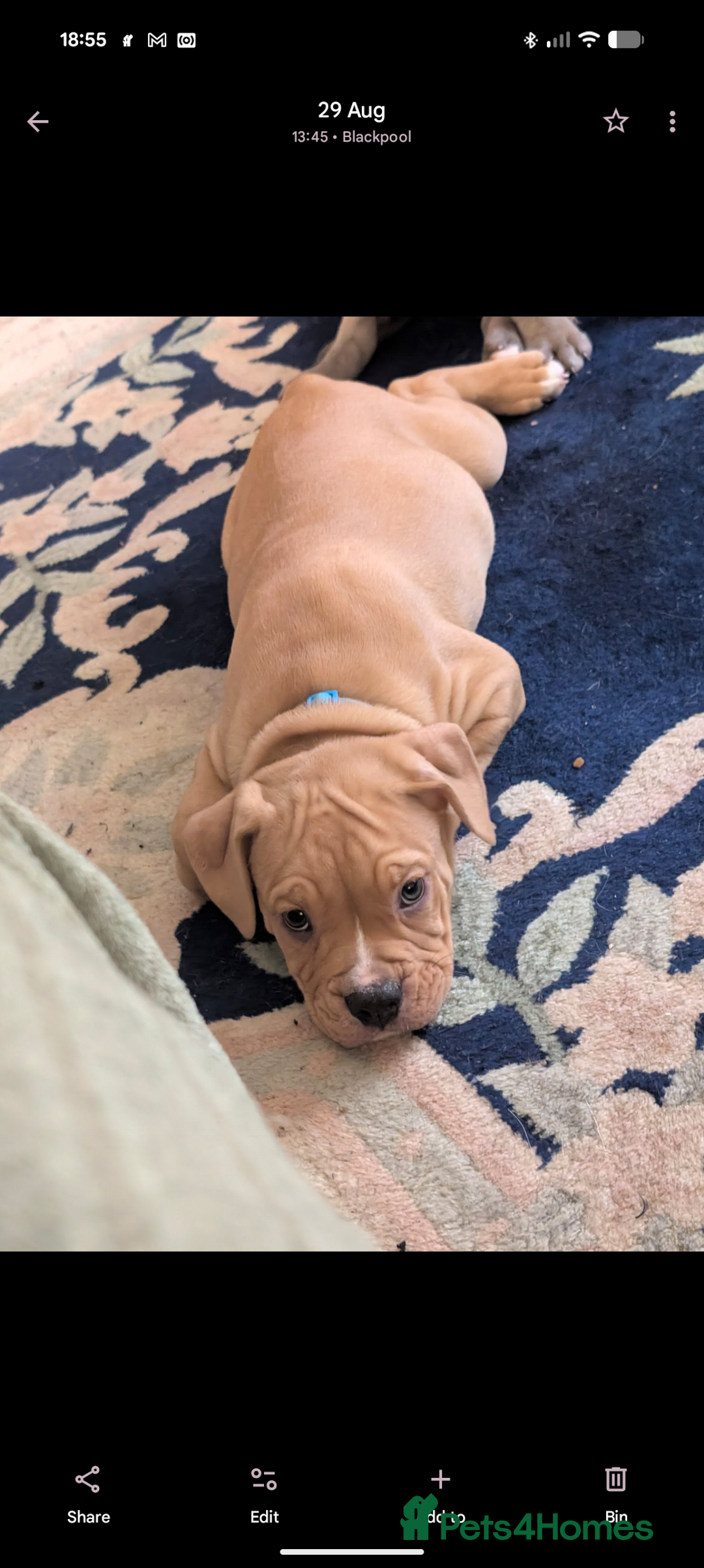 Olde English Bulldogge dogs for sale: Bruce, Hilda & Dakota offers welcome. - Advert 5